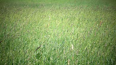 Tall grass blowing in the breeze.The strong wind inclines Timothy-grass Phleum pratense in field to summer sunny day