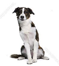dog in front of white background