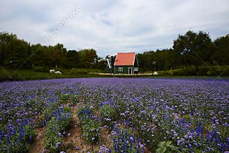 Lavender field with house and windmill