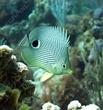 Butterfly Fish