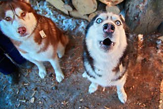 Muzzle howling dog, top view. Funny Siberian Husky howls with his head up. Cute black and white husky dog with blue eyes.