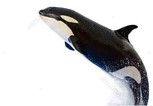 A killer whale, Orcinus Orca,