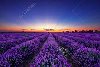 Lavender flower blooming fields in endless rows