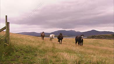 Horses and a grassy field