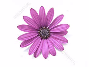 Design Elements: Flower Head