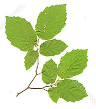 Leafy Branch isolated