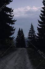 Road through dark pine tree forest at dusk