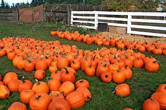 Pumpkin Patch
