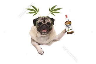 Cute smiling pug puppy dog holding up bottle of CBD oil wearing marijuana hemp leaf diadem