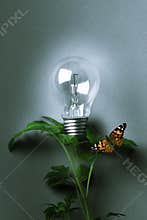 Bulb on a gray background