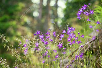 Summer landscape, flowering bells in the grass, sunlight