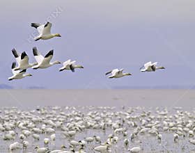 Snow goose migration