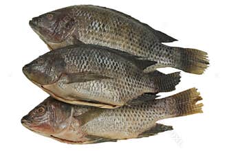 Whole Tilapia Fish