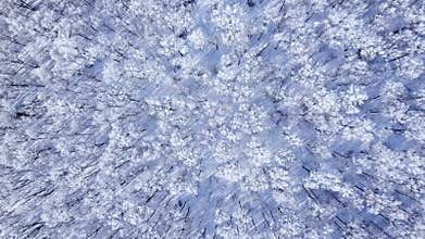 Amazing winter forest. Above the trees tops. Beautiful winter landscape. Very beautiful winter video.