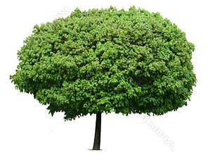 Young fresh decorative maple tree isolated on white background