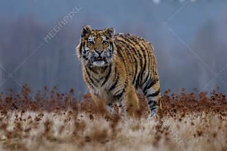 Siberian Tiger in the snow Panthera tigris