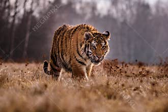 Siberian Tiger in the snow Panthera tigris