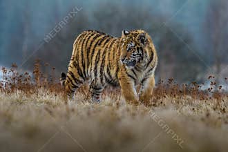 Siberian Tiger in the snow Panthera tigris