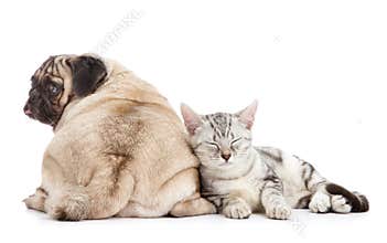 Dog and cat
