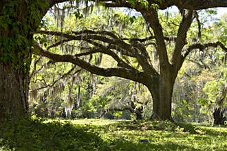 Live Oaks with Moss