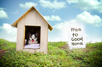 Dog adoption