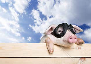 Pig with glasses on wooden fence
