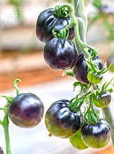 Indigo Rose Black tomato vine ripe in the garden.