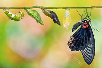 Male Great Mormon Papilio memnon butterfly life cycle