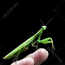 Praying Mantis