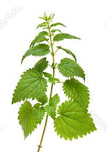 Green nettle plant