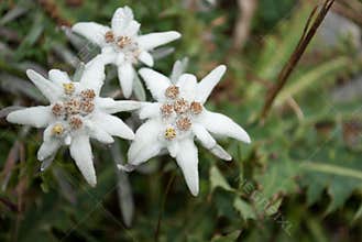 The beautiful Alpine Stars