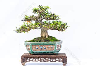 Green old bonsai tree isolated on white background in a pot plant in the shape