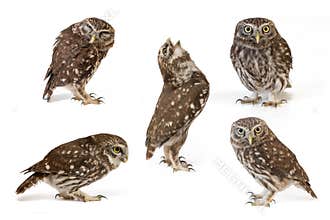 Collage of little owls Athene noctua on white background