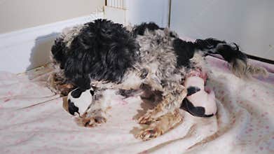 A dog gives birth to a puppy