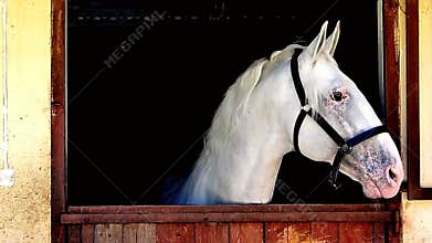 Horse white portrait farm
