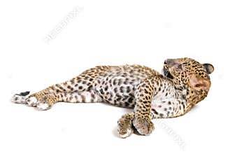 Small leopard in studio