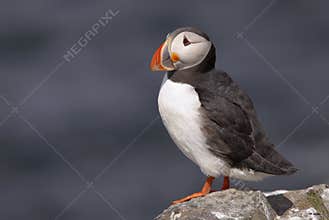 Puffin76