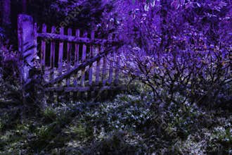 Midnight in abandoned garden with flowering snowdrops. Concept of mystical garden. 