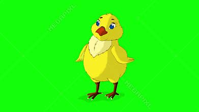 Yellow Chicken Stands and Tweets Chroma Key