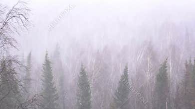 Snow storm in the forest forest