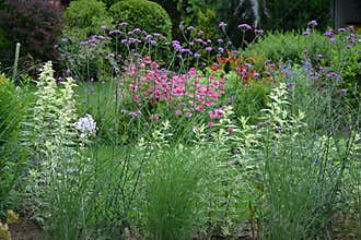 Beautiful summer border full of ornamental plants