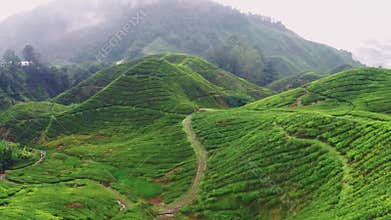 Flight over famous Ceylon`s tea plantation