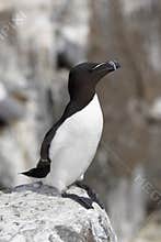 Razorbill272