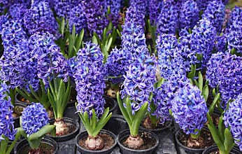 Close-Up Of Purple Flowers Blooming Outdoors