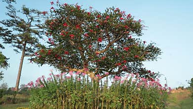 Coral Tree, Lucky Bean Tree, High Definition Footage