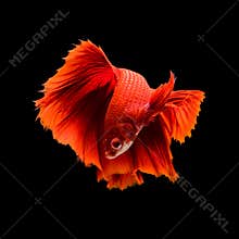 SIAMESE FIGHTING FISH