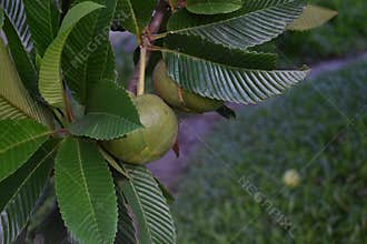 Dillenia indica, elephant apple, chulta