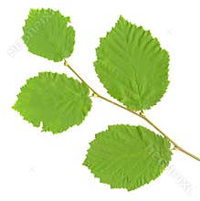 Branch Leaves isolated