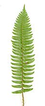 Fern Frond isolated