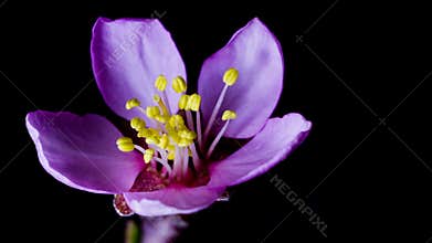 Almond blossom pink flower opens its petals